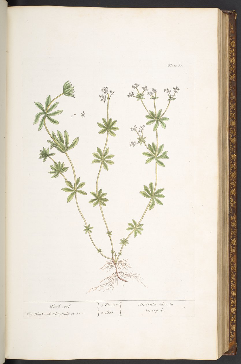 Plate 60, Wood-roof from 