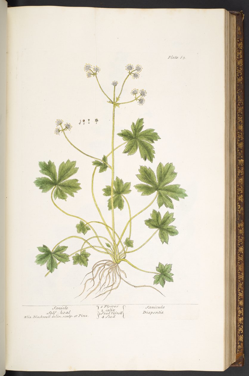 Plate 63, Sanicle Self-Heal, from 