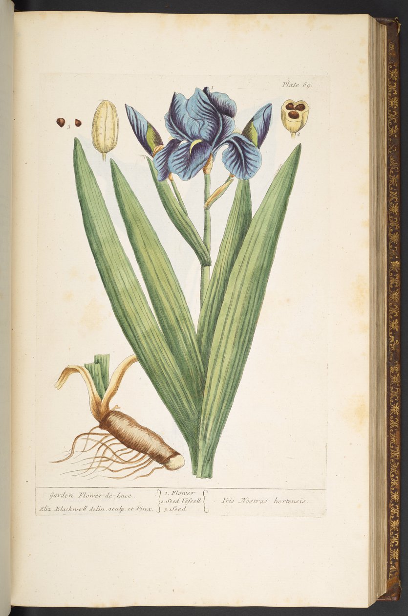 Plate 69, Garden Flower-de-Luce, from 