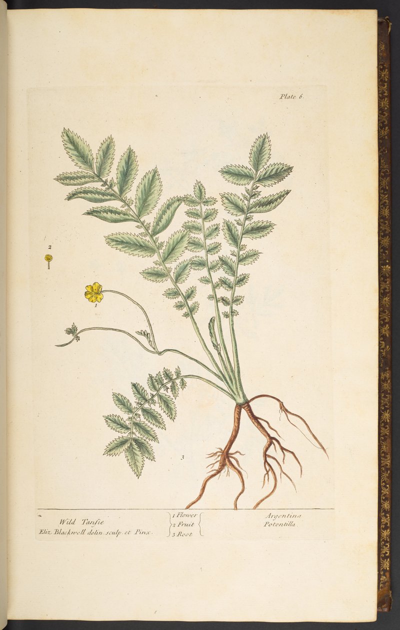 Plate 6, Wild Tansie, from 