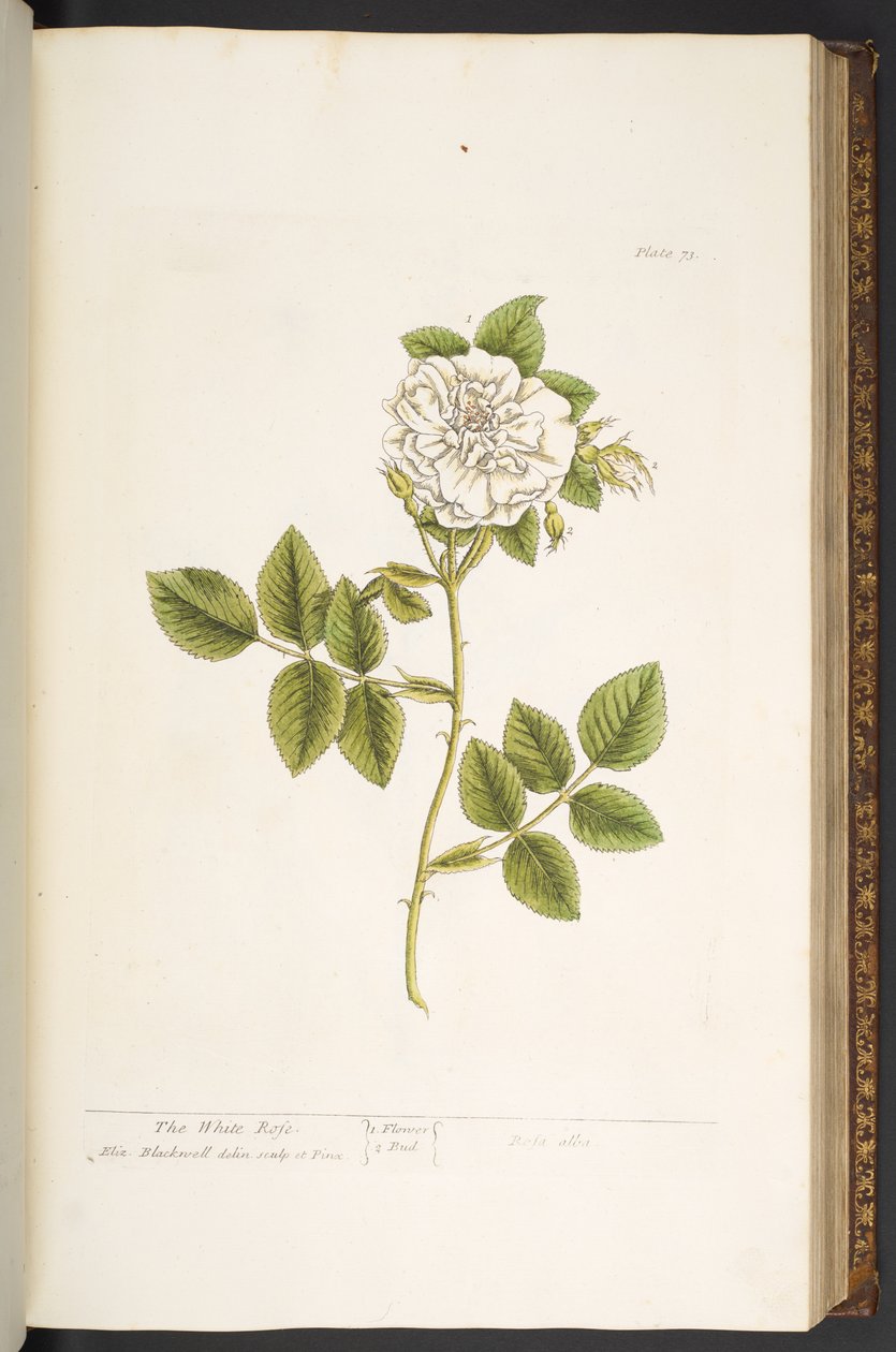 Plate 73, from 