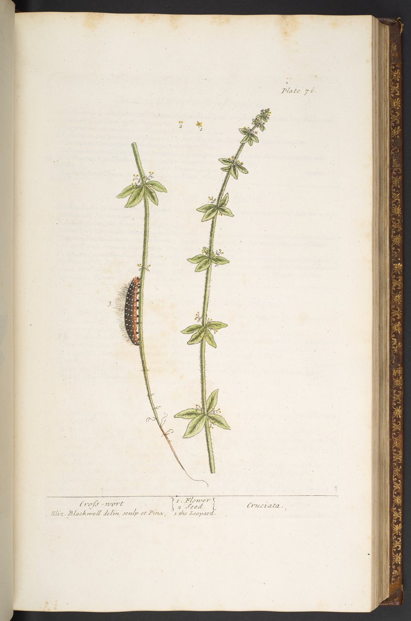 Plate 76, Cross Wort, from 