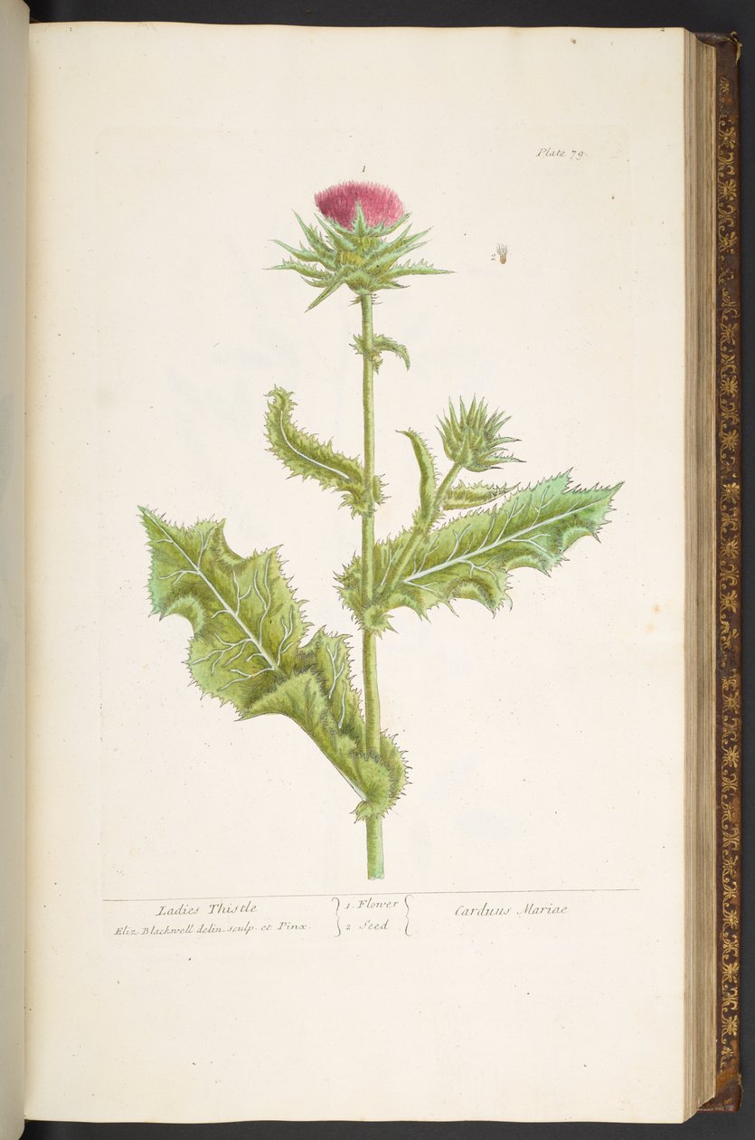 Plate 79, Ladies Thistle, from 