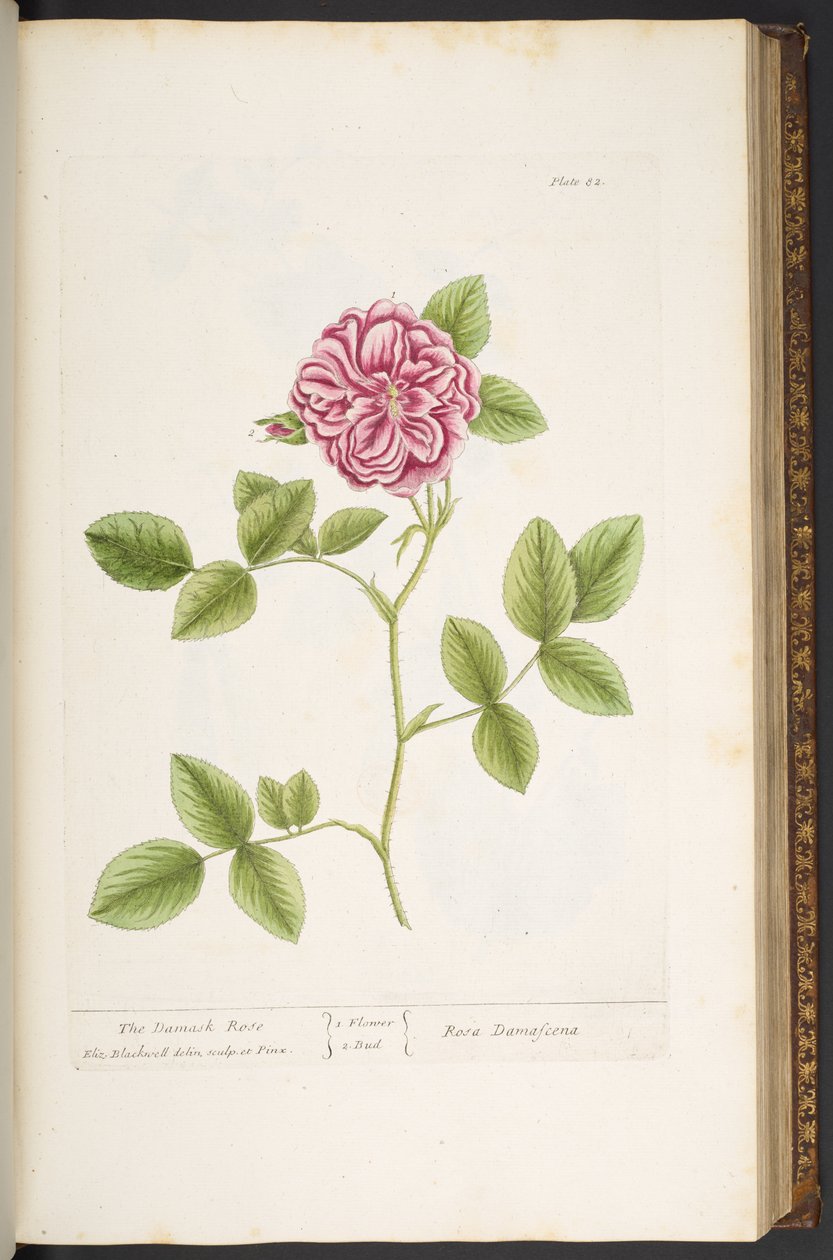 Plate 82, Damask Rose, from 
