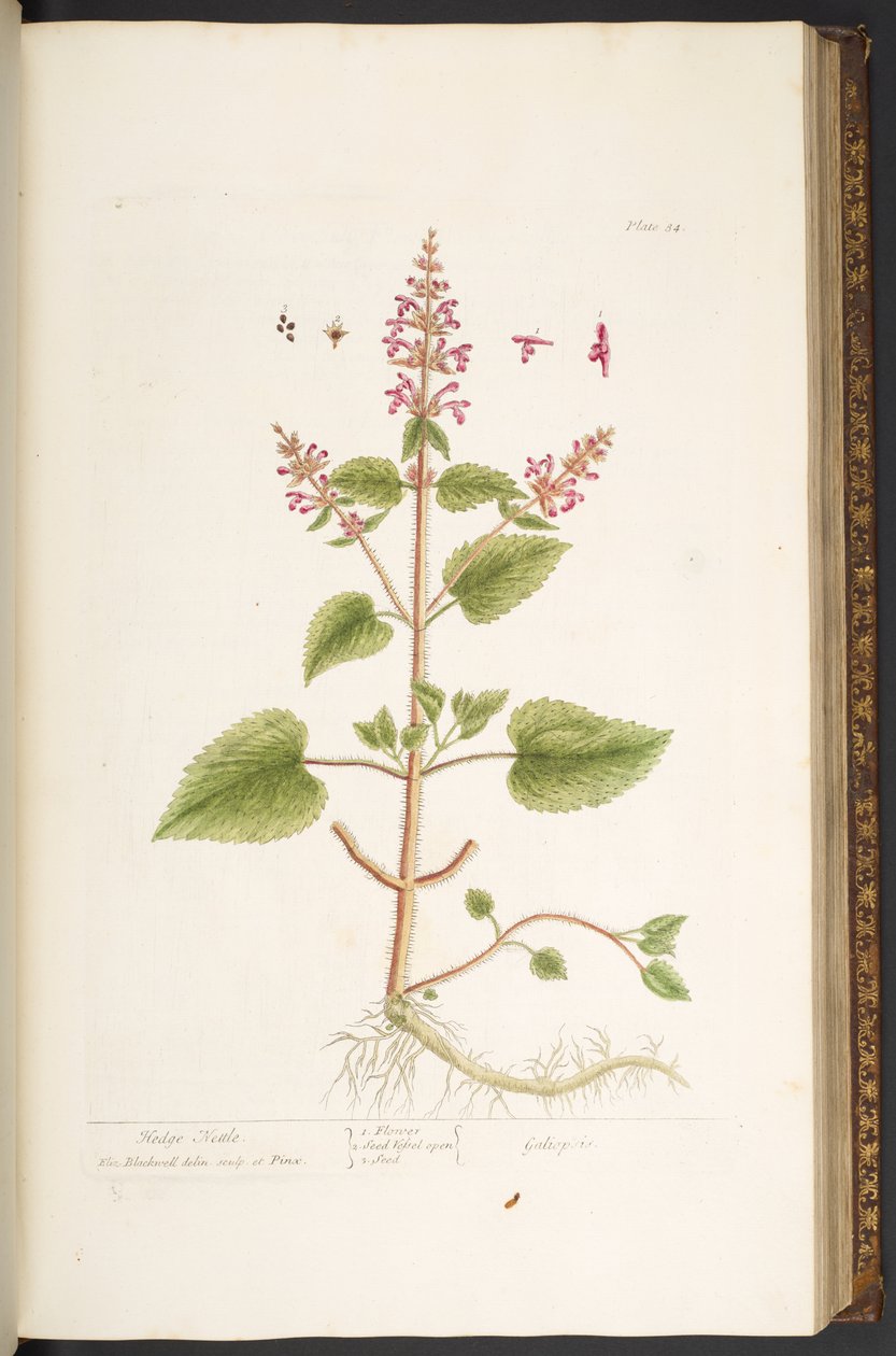 Plate 84, from 