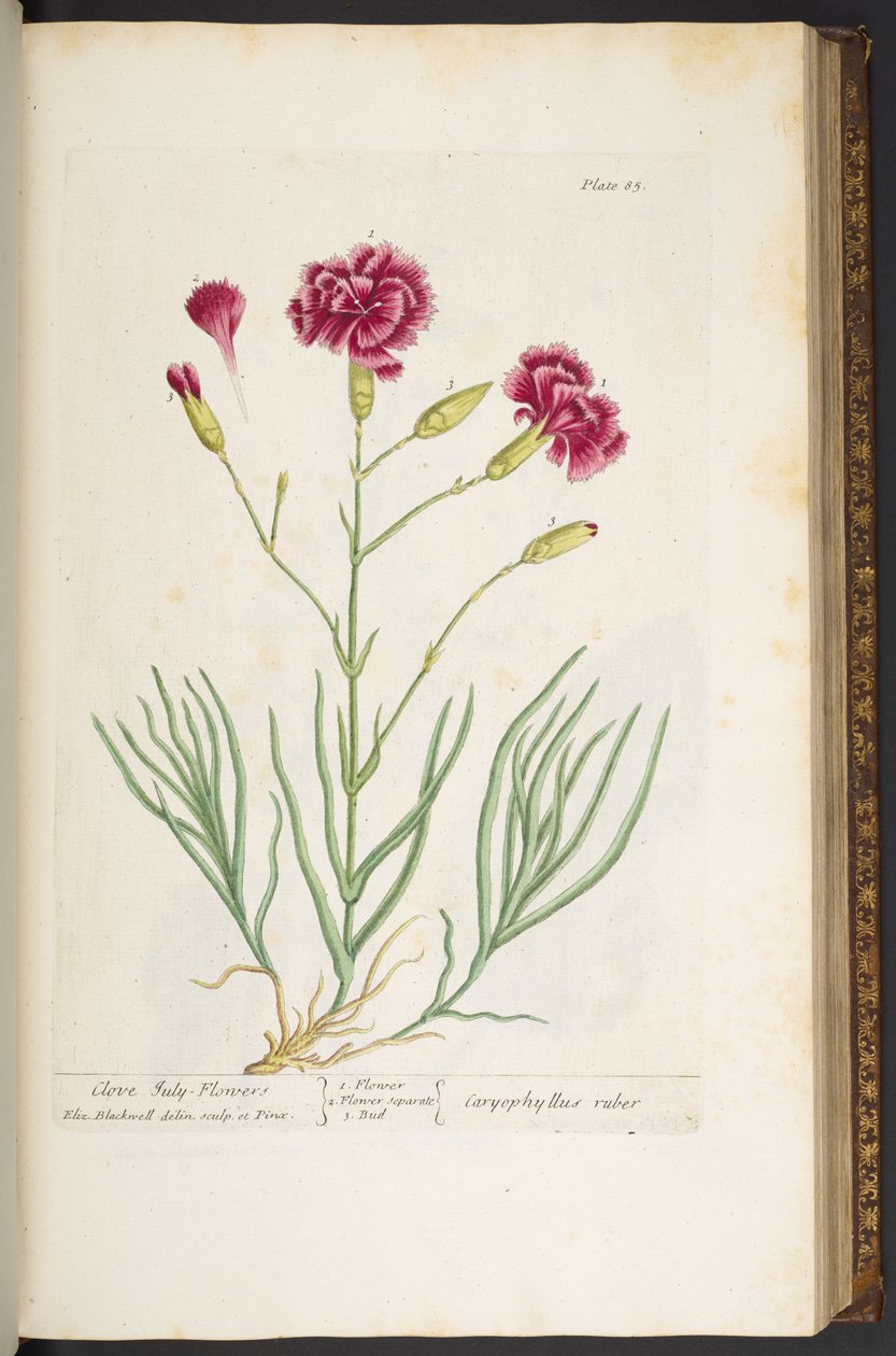 Plate 85, from 
