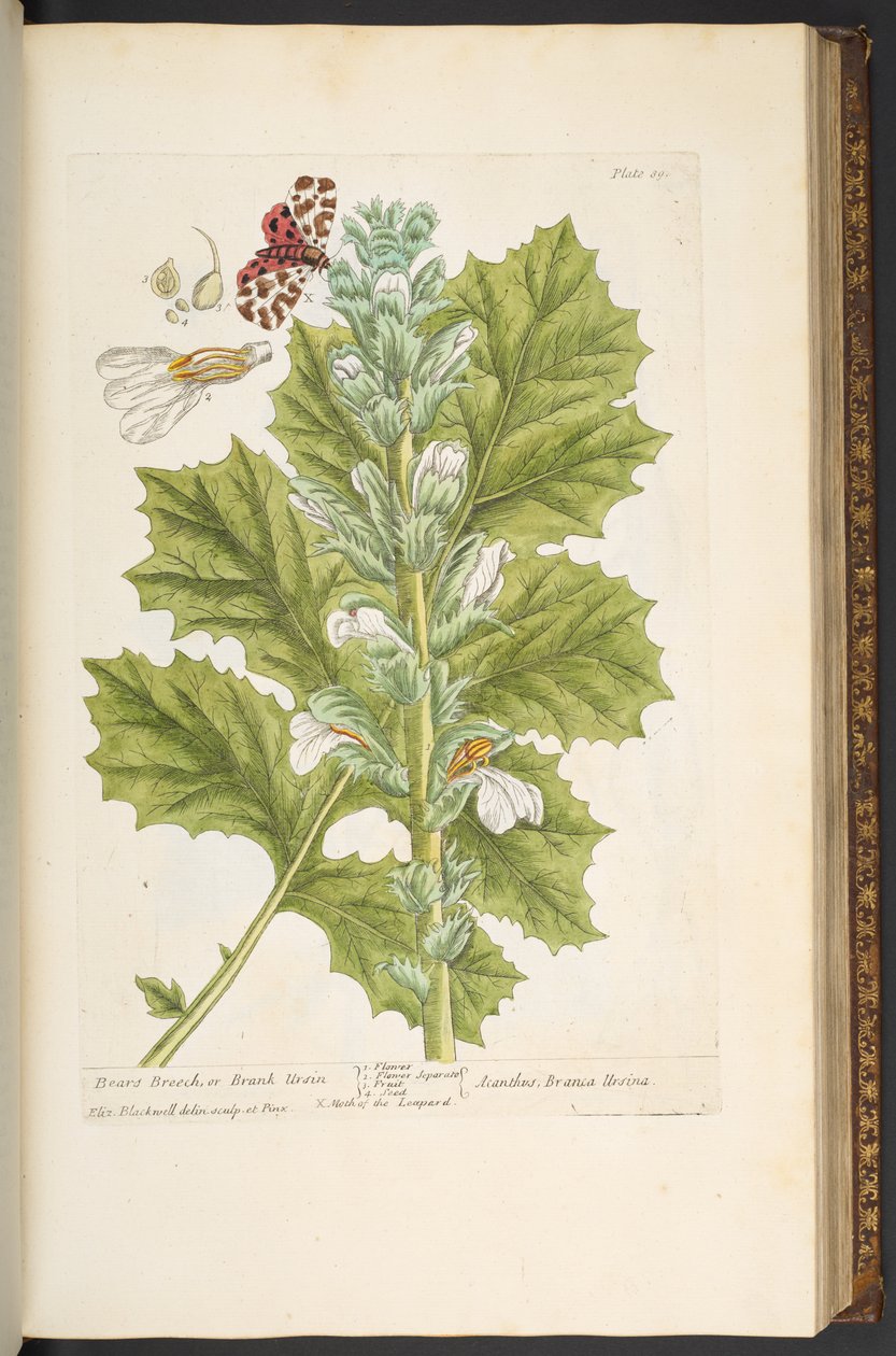 Plate 89, from 
