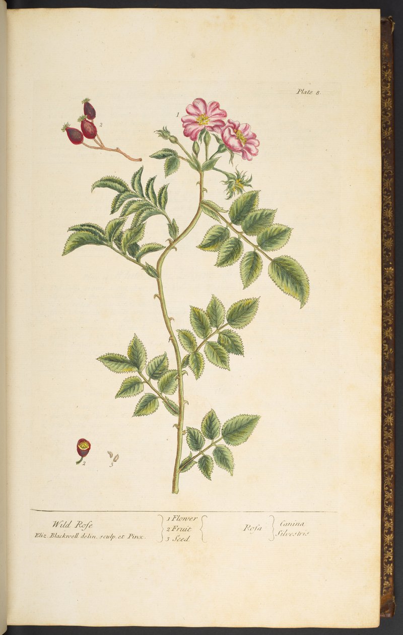 Plate 8, Wild Rose, from 