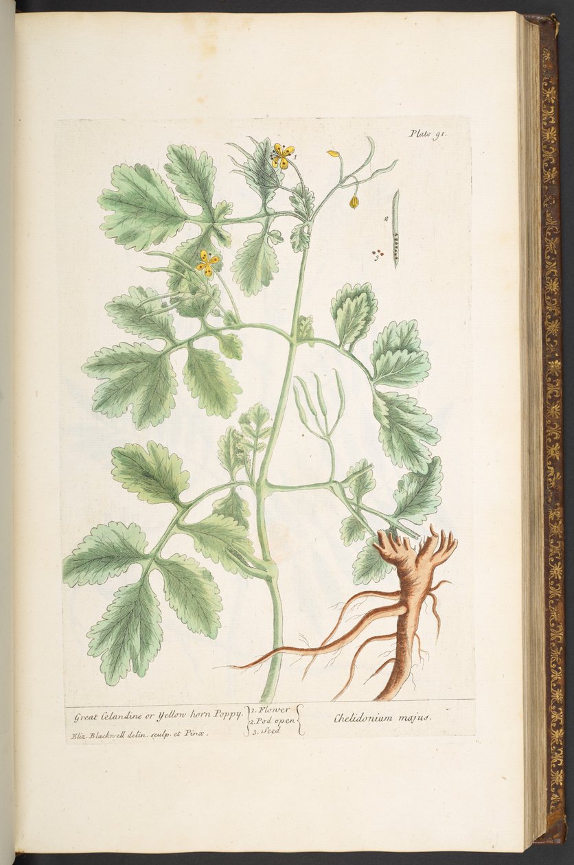 Plate 91, Great Celandine, or Yellow Horn Poppy, from 