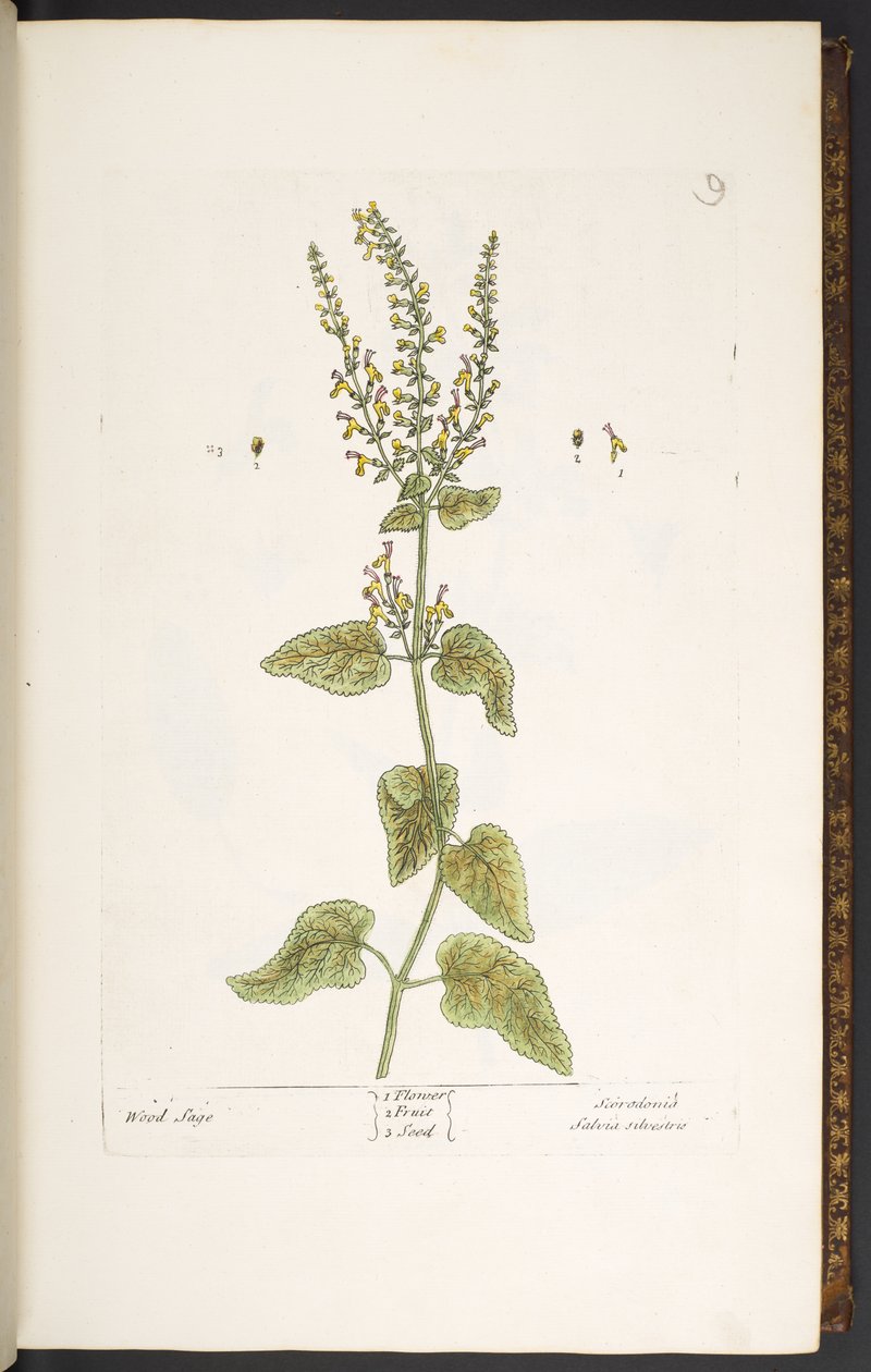 Plate 9, Wood Sage, from 