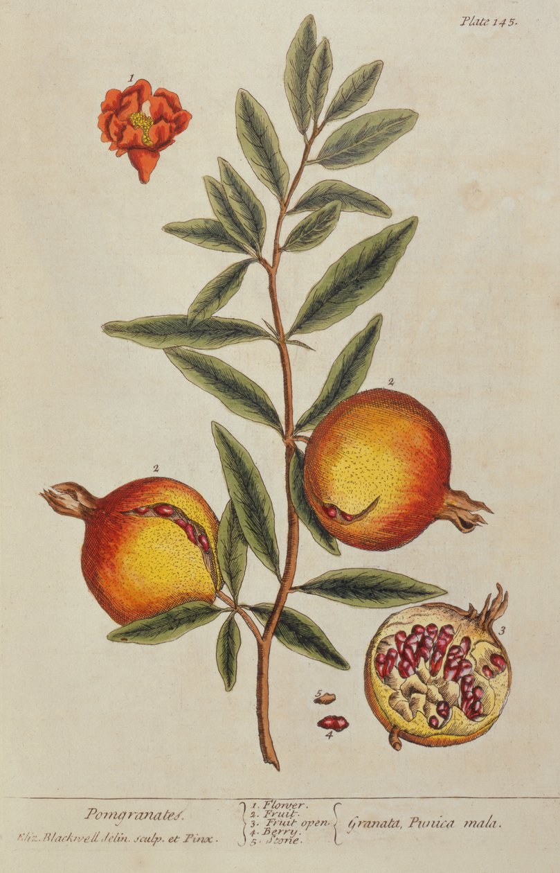 Punica Granatum, from A Curious Herbal, 1782 by Elizabeth Blackwell