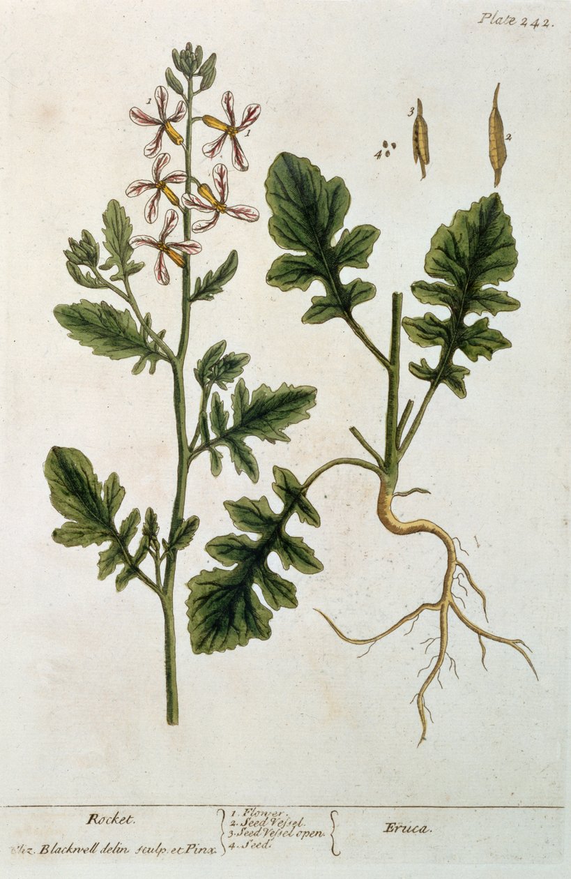Rocket, plate 242 from 