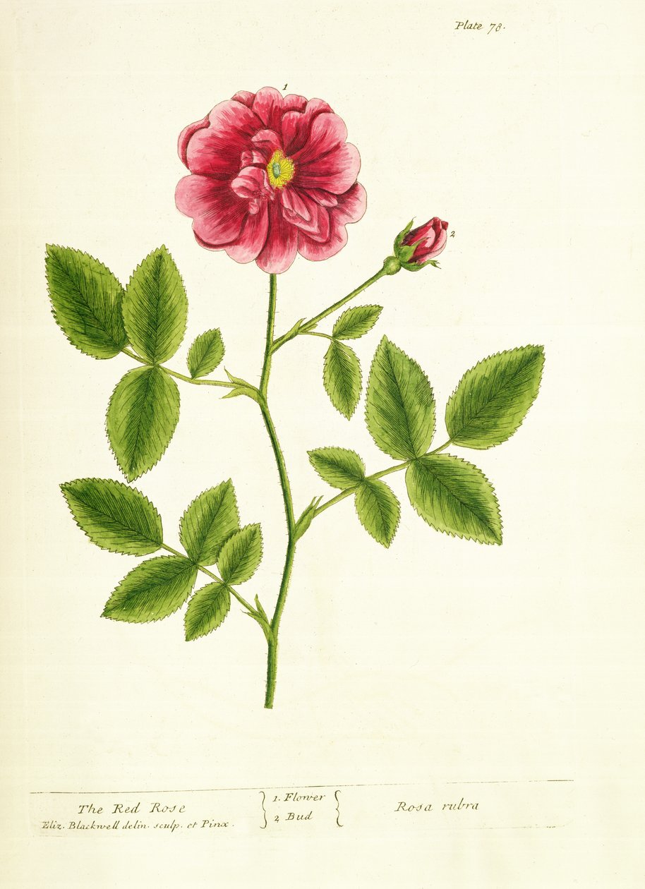 Rose: Gallica, from 