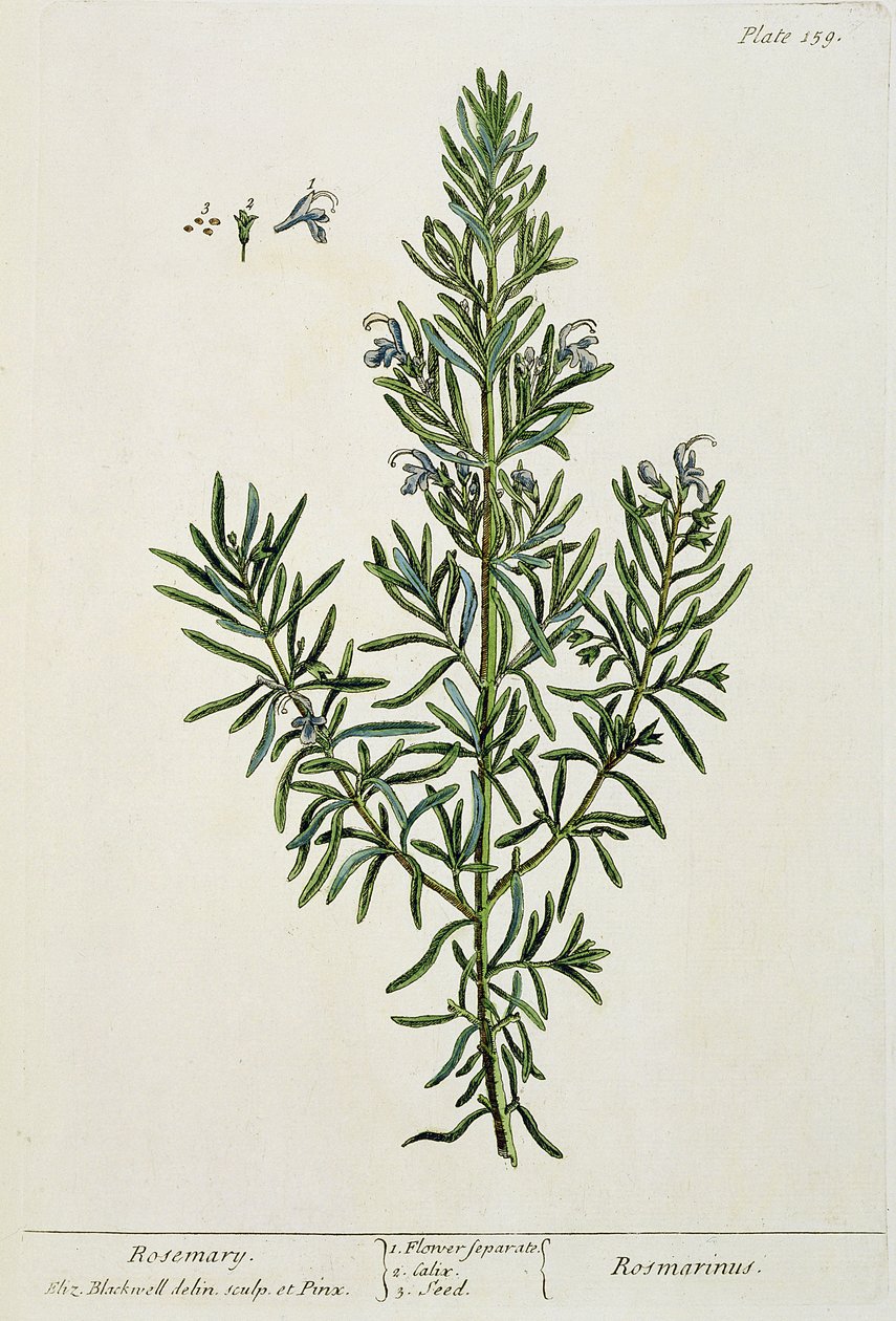 Rosmarinus Officinalis by Elizabeth Blackwell