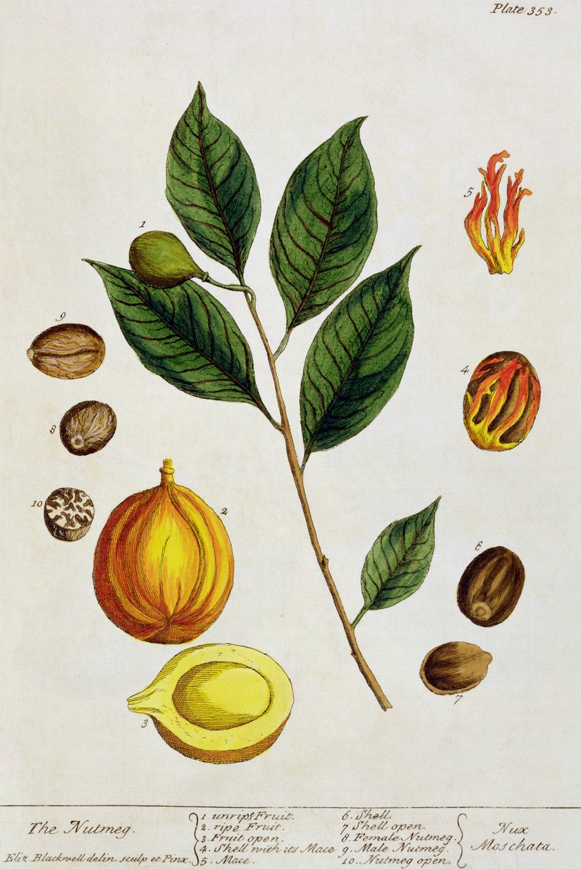 The Nutmeg, plate 353 from 