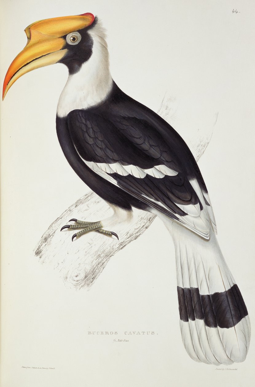 Buceros Cavatus, from 