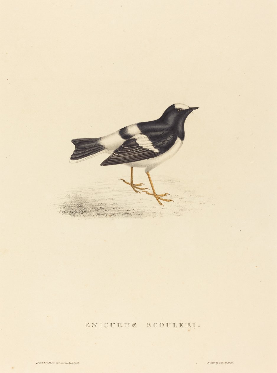 Little Forktail by Elizabeth Gould