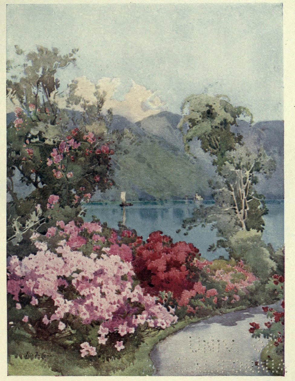Azaleas, Lago di Como, Illustration from 
