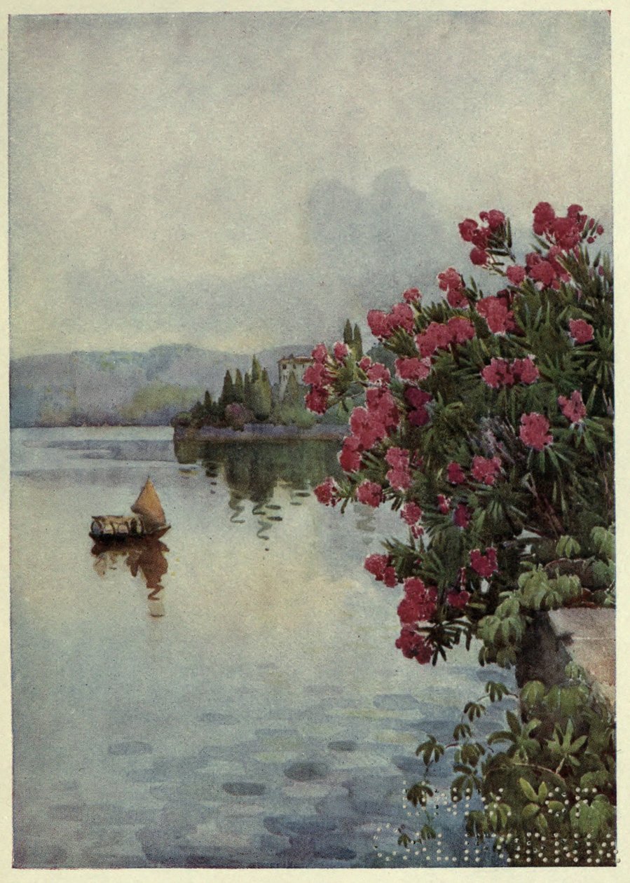 Oleanders, Lago di Como, Illustration from 