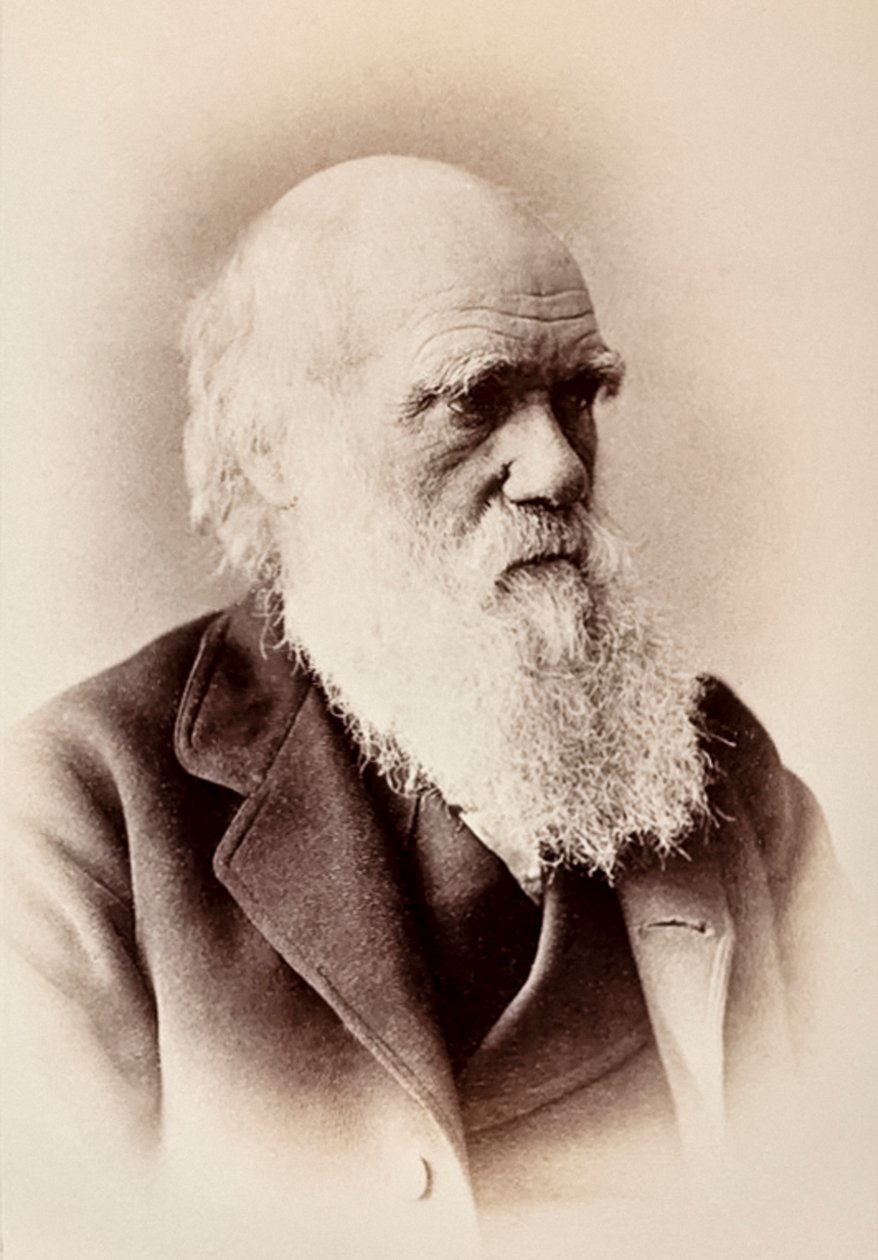 Charles Darwin: English Naturalist by Elliott und Fry Studio