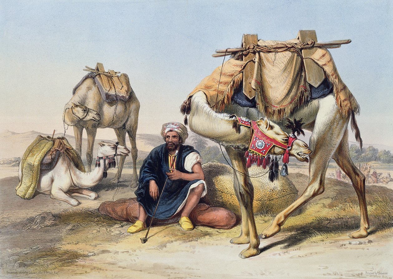 Camels Resting in the Sherkiyeh, Land of Goshen, illustration from 