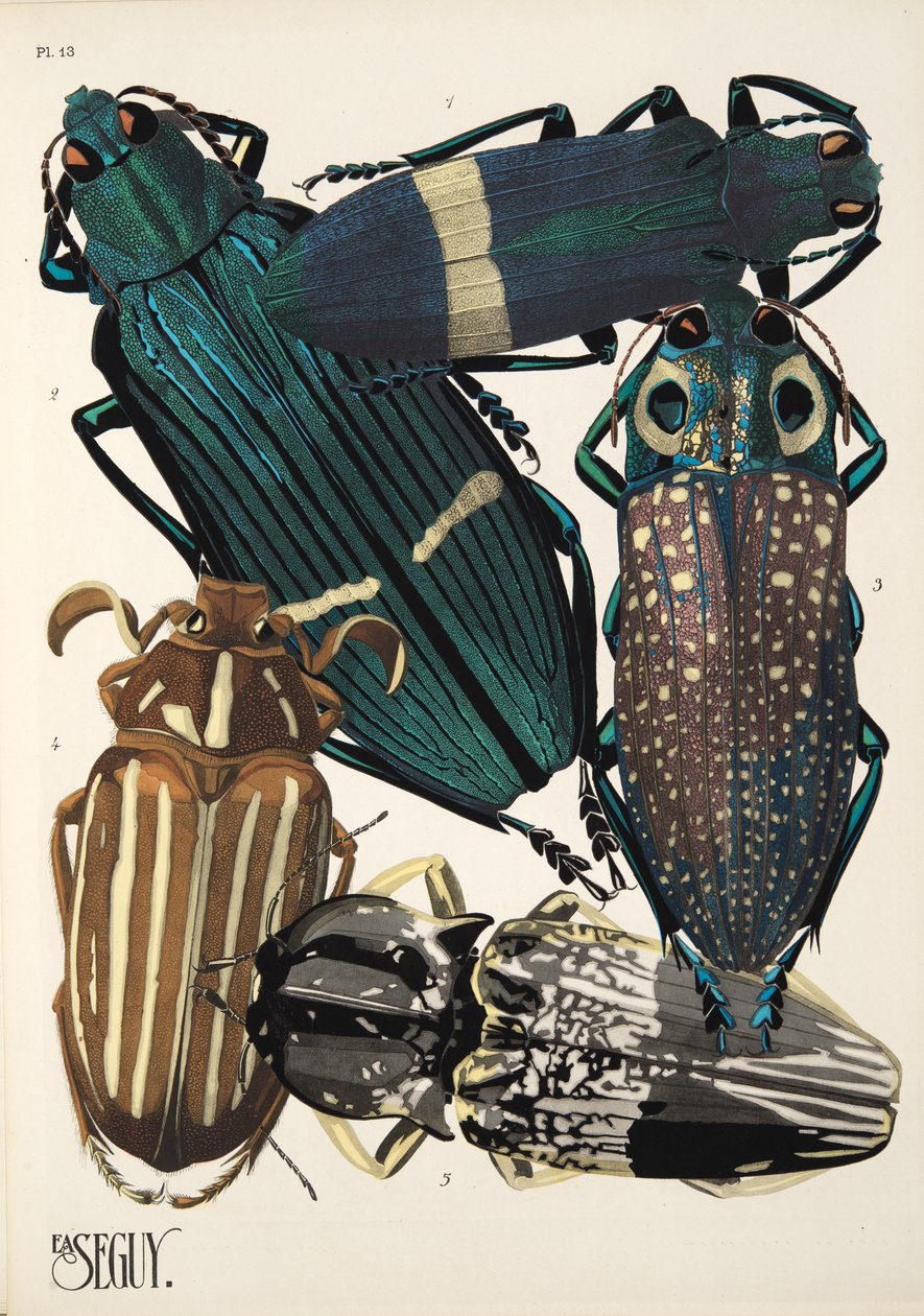Plate 13 from Insectes, pub. 1930