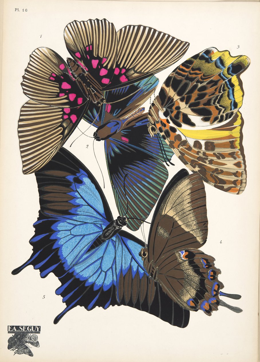 Plate 16, from Papillons, pub. 1925 by Émile Allain Séguy