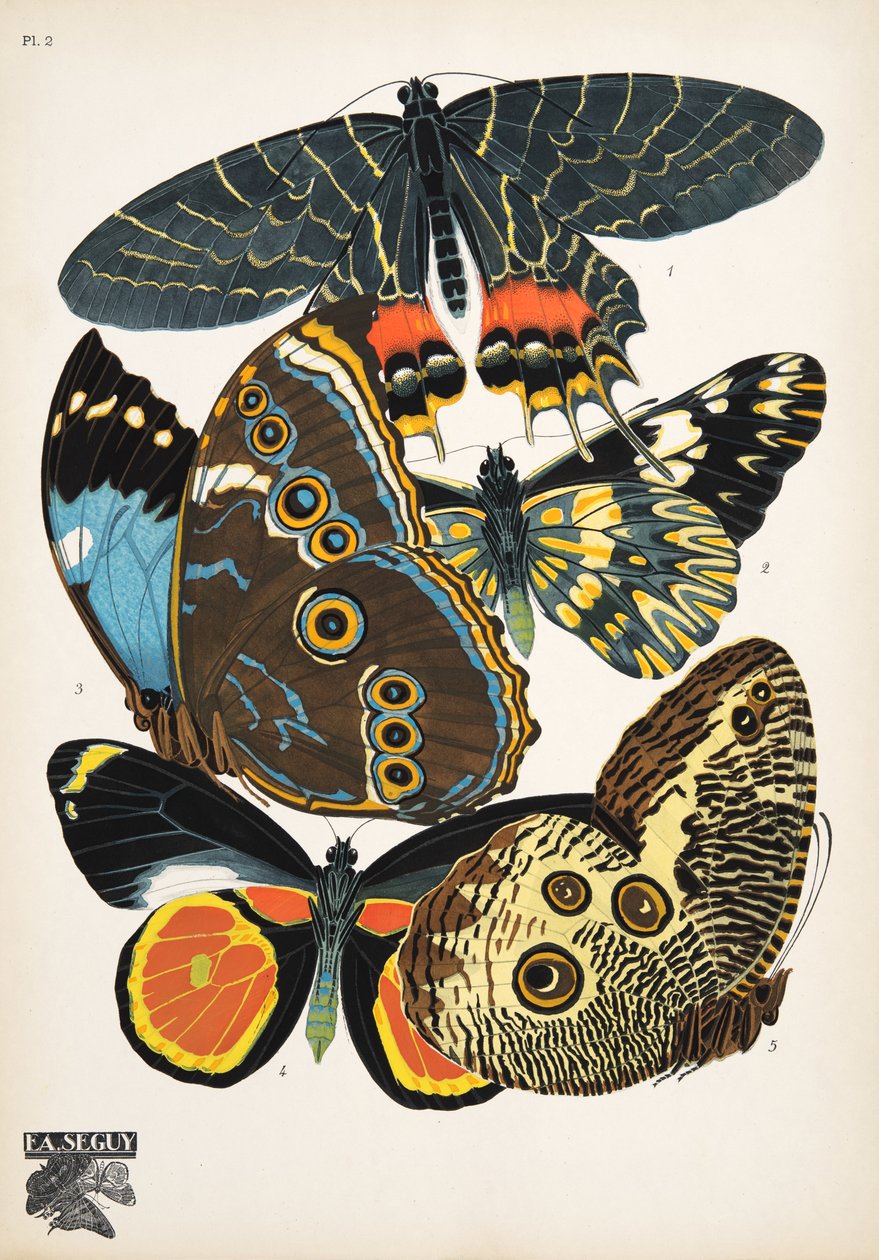 Plate 2, from Papillons, pub. 1925 by Émile Allain Séguy