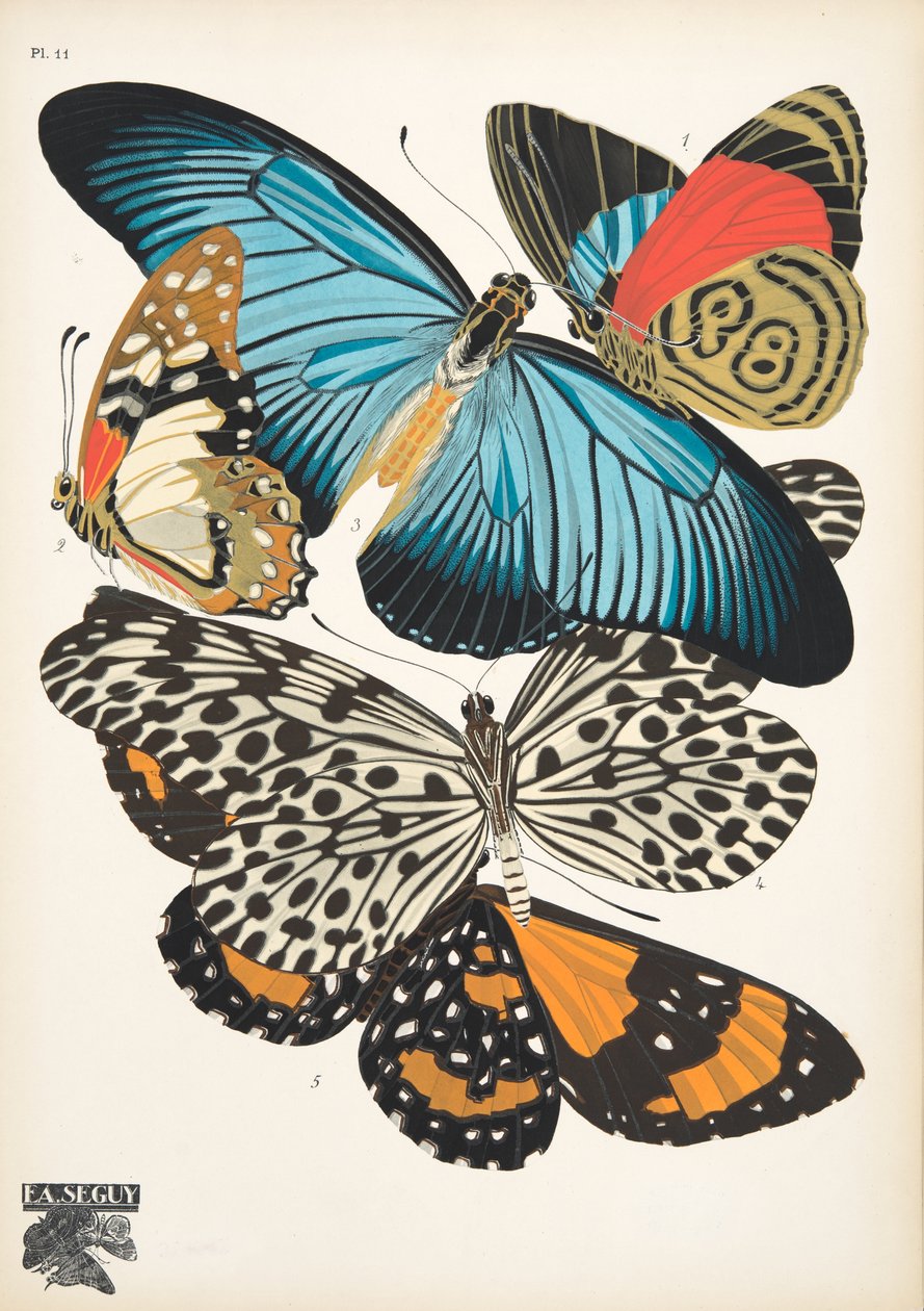 Plate 11, from Papillons, pub. 1925 by Émile Allain Séguy