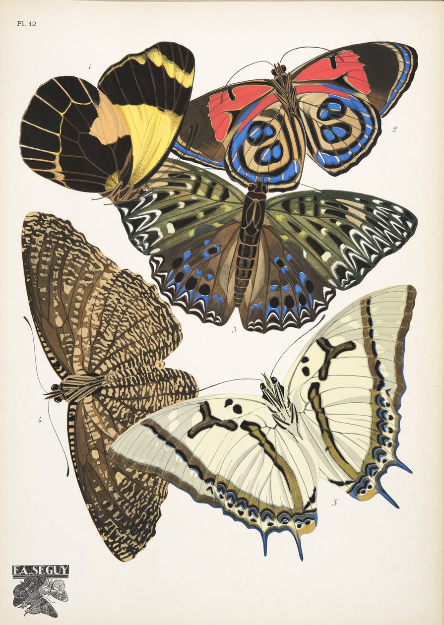 Plate 12, from Butterflies, pub. 1925 by Émile Allain Séguy