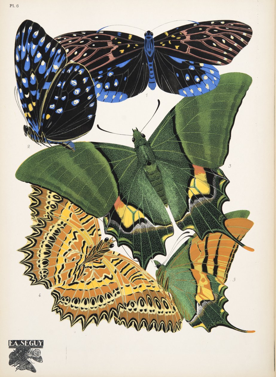 Plate 6, from Butterflies, pub. 1925 by Émile-Allain Séguy
