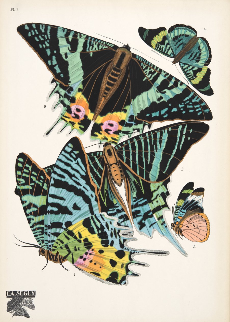 Plate 7, from Papillons, pub. 1925 by Émile Allain Séguy
