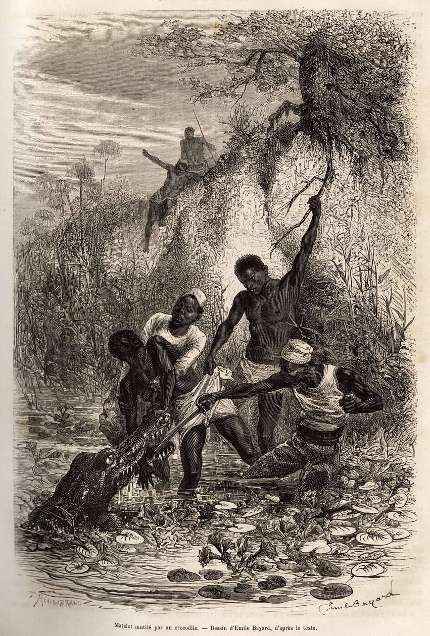 A sailor seized by a crocodile while collecting convolvulus. Engraving by Emile Bayard illustrating an expedition by Emile Antoine Bayard