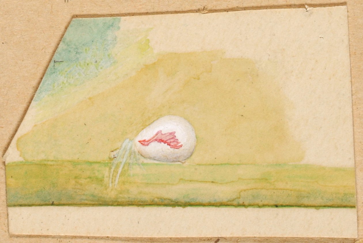 Porcelain-White Spider by Emma Beach Thayer