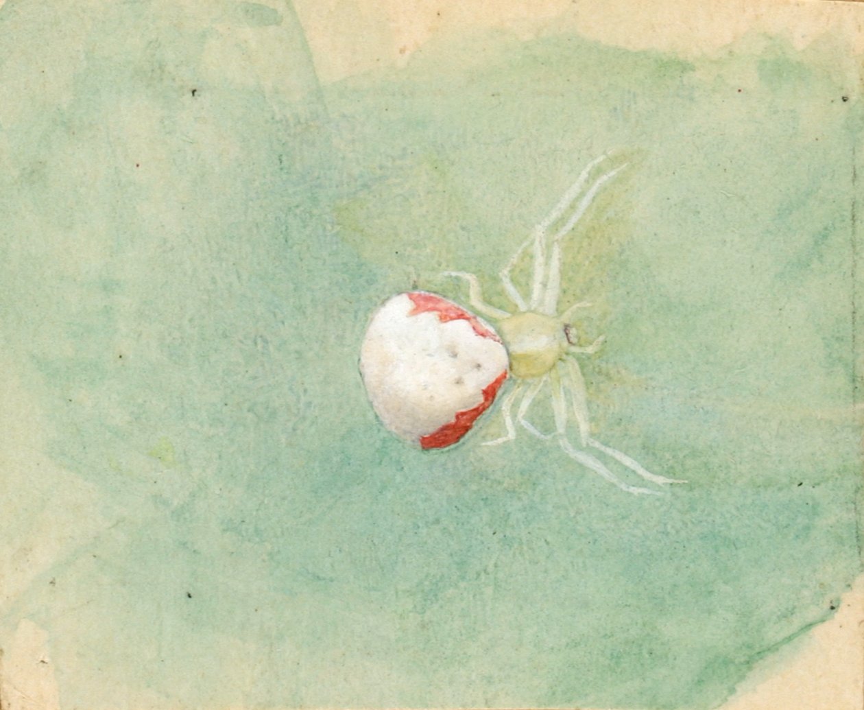 Porcelain-White Spider, late 19th-early 20th century by Emma Beach Thayer