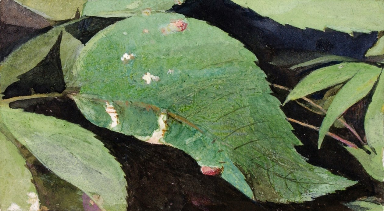 White Birch Leaf Edge Caterpillar by Emma Beach Thayer