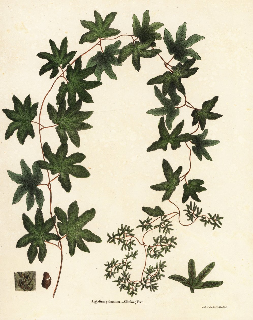American climbing fern or Hartford fern by Endicott Endicott