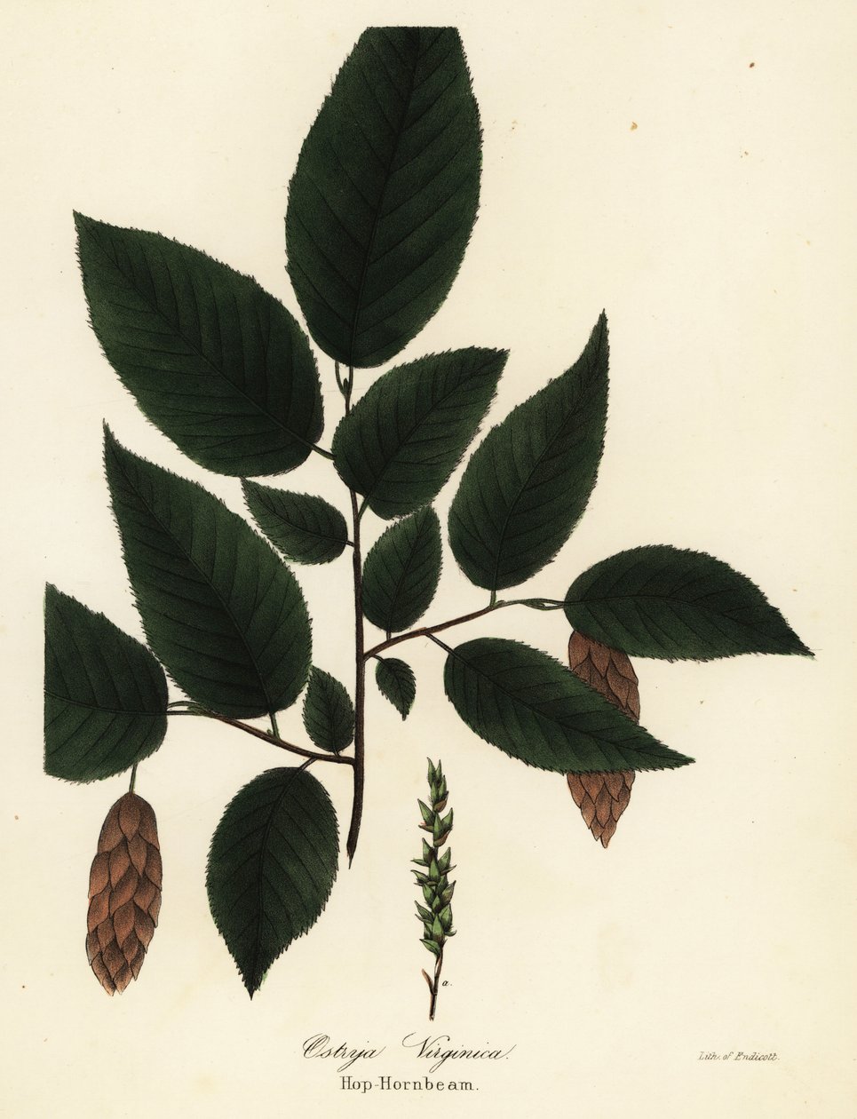 American hophornbeam, Ostrya virginiana by Endicott Endicott
