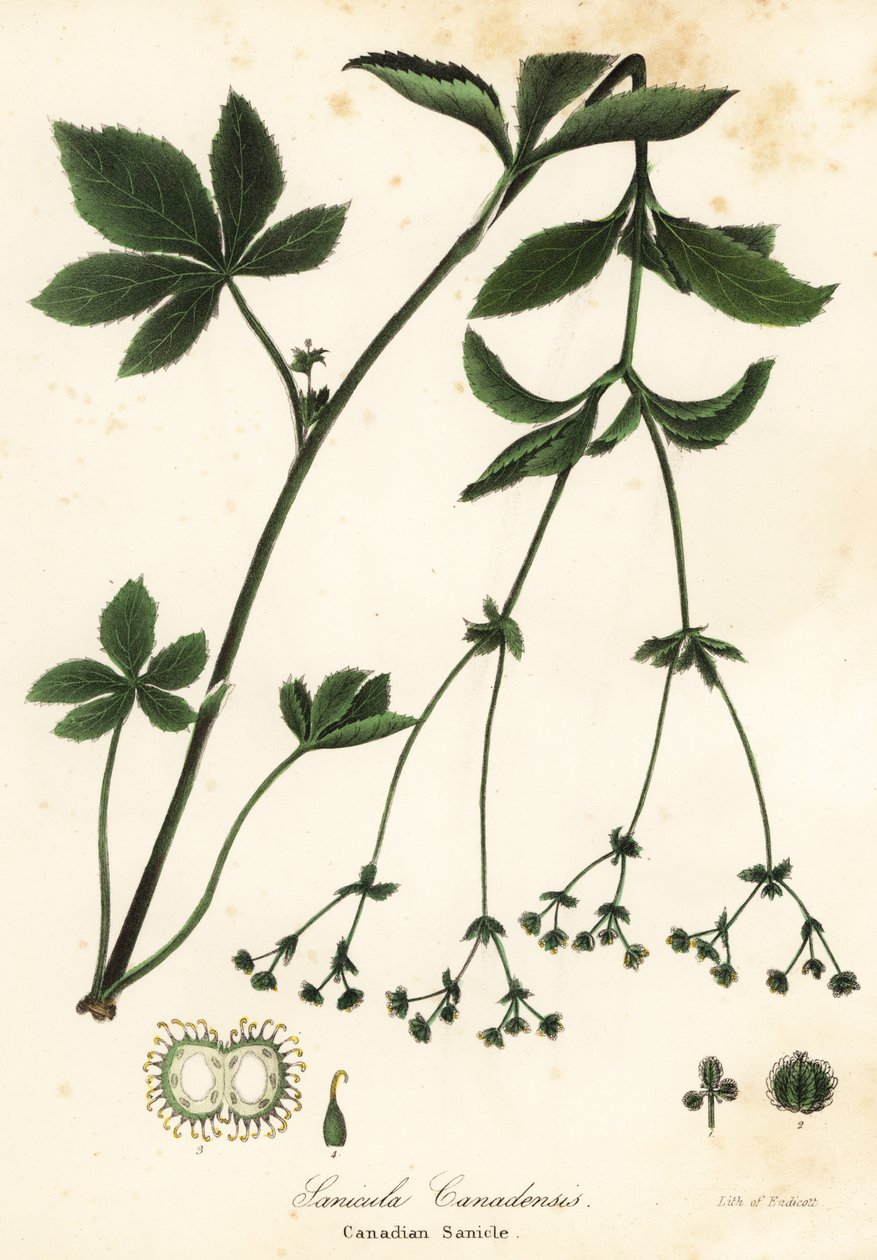 Canadian blacksnakeroot or Canadian sanicle by Endicott Endicott