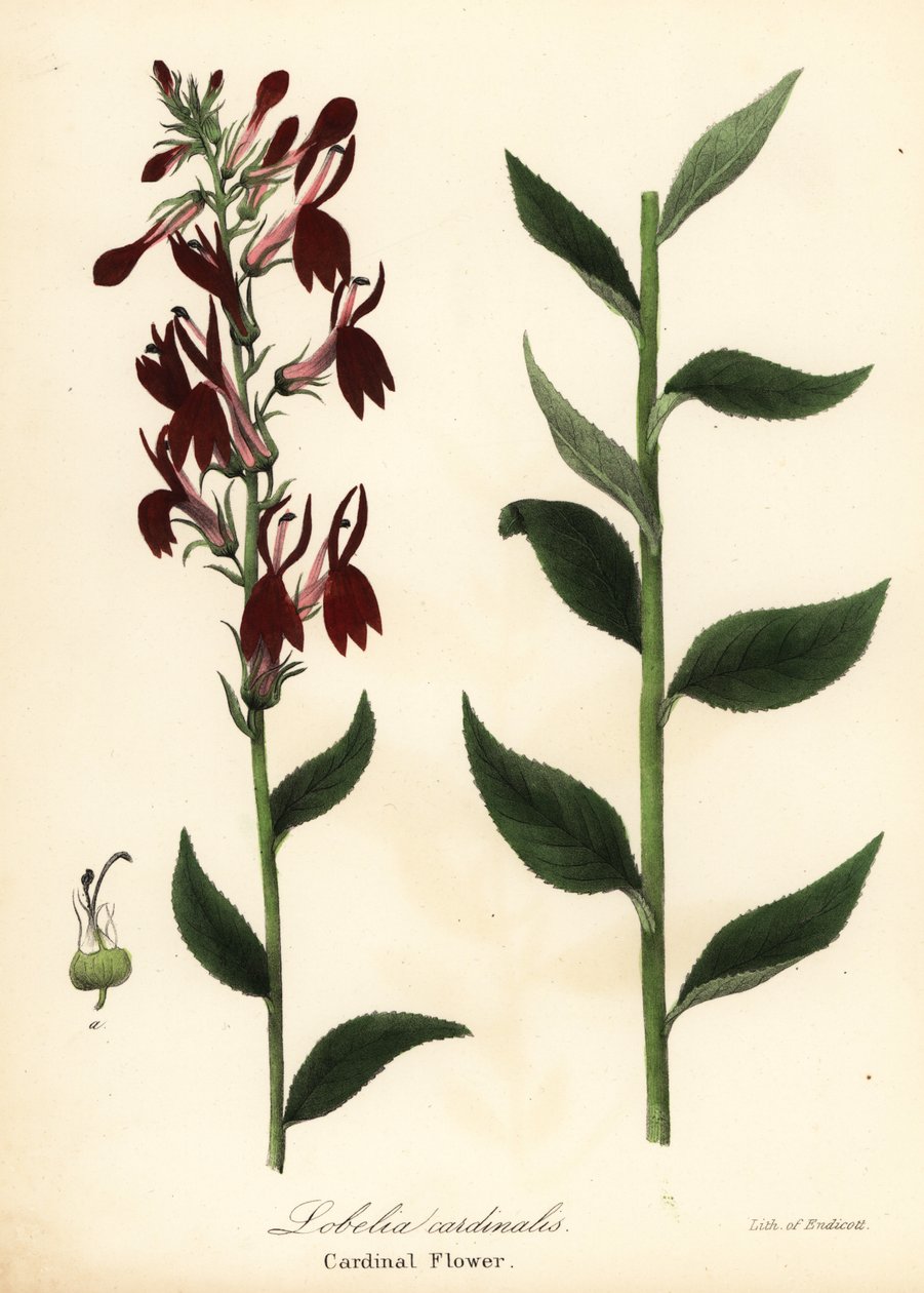 Cardinal flower, Lobelia cardinalis by Endicott Endicott
