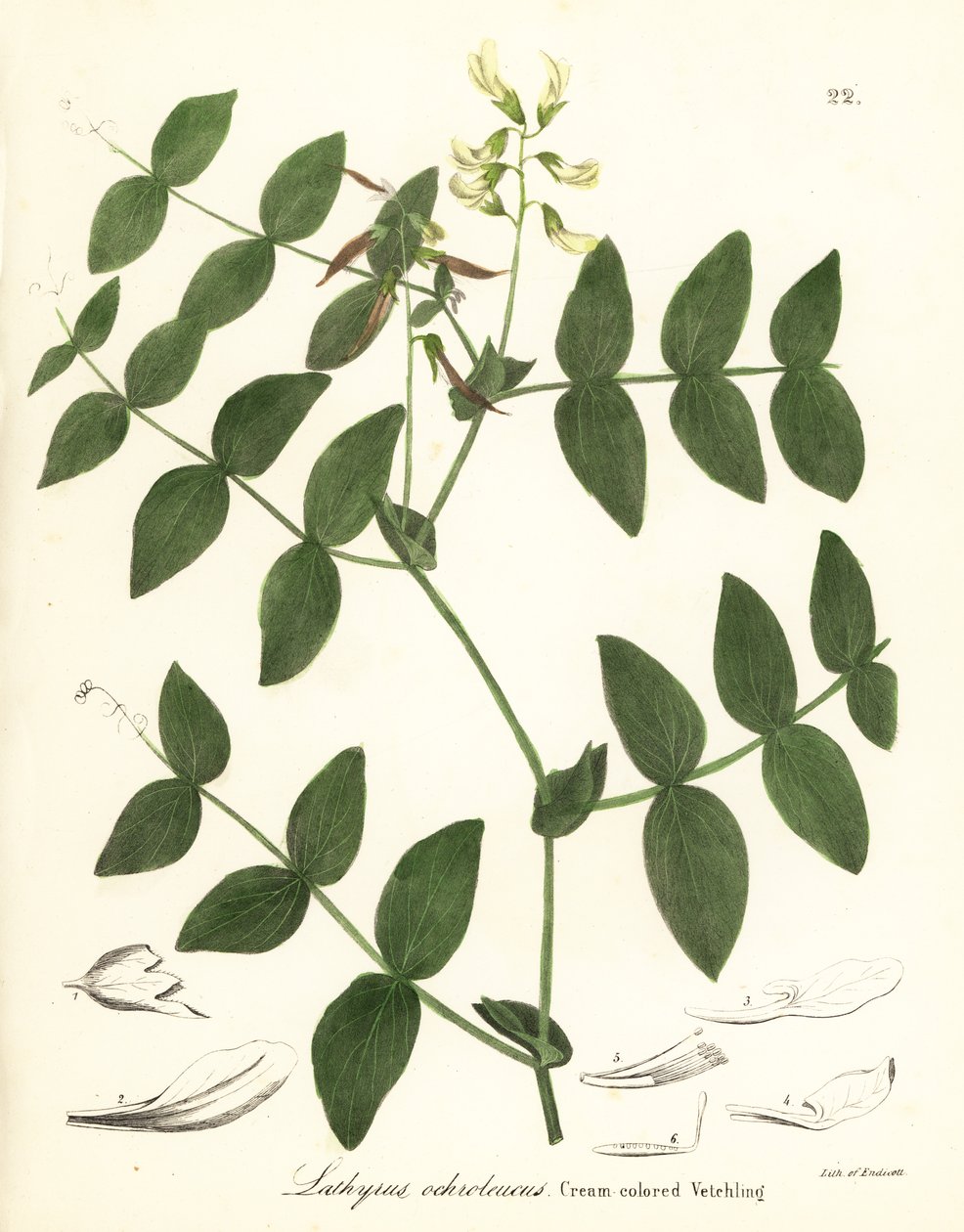Cream pea or cream-colored vetchling, Lathyrus ochroleucus by Endicott Endicott