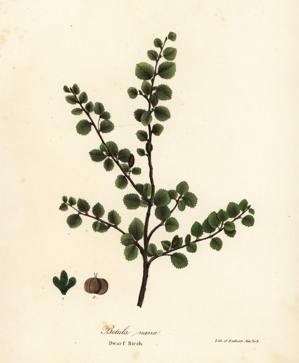 Dwarf birch, Betula nana by Endicott Endicott