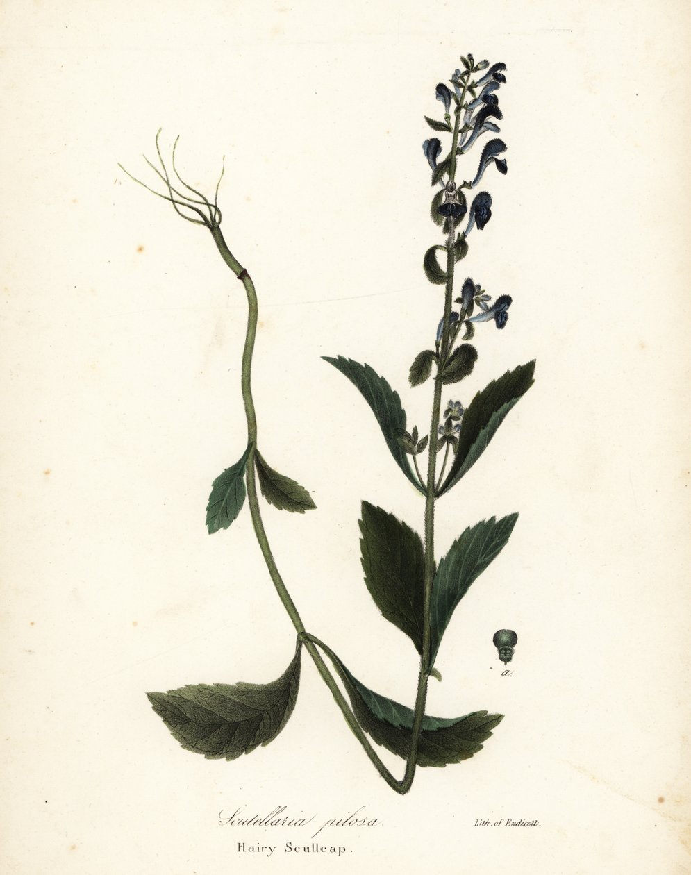 Hairy Scullcap, Scutellaria Elliptica (Scutellaria Pilosa) by Endicott Endicott