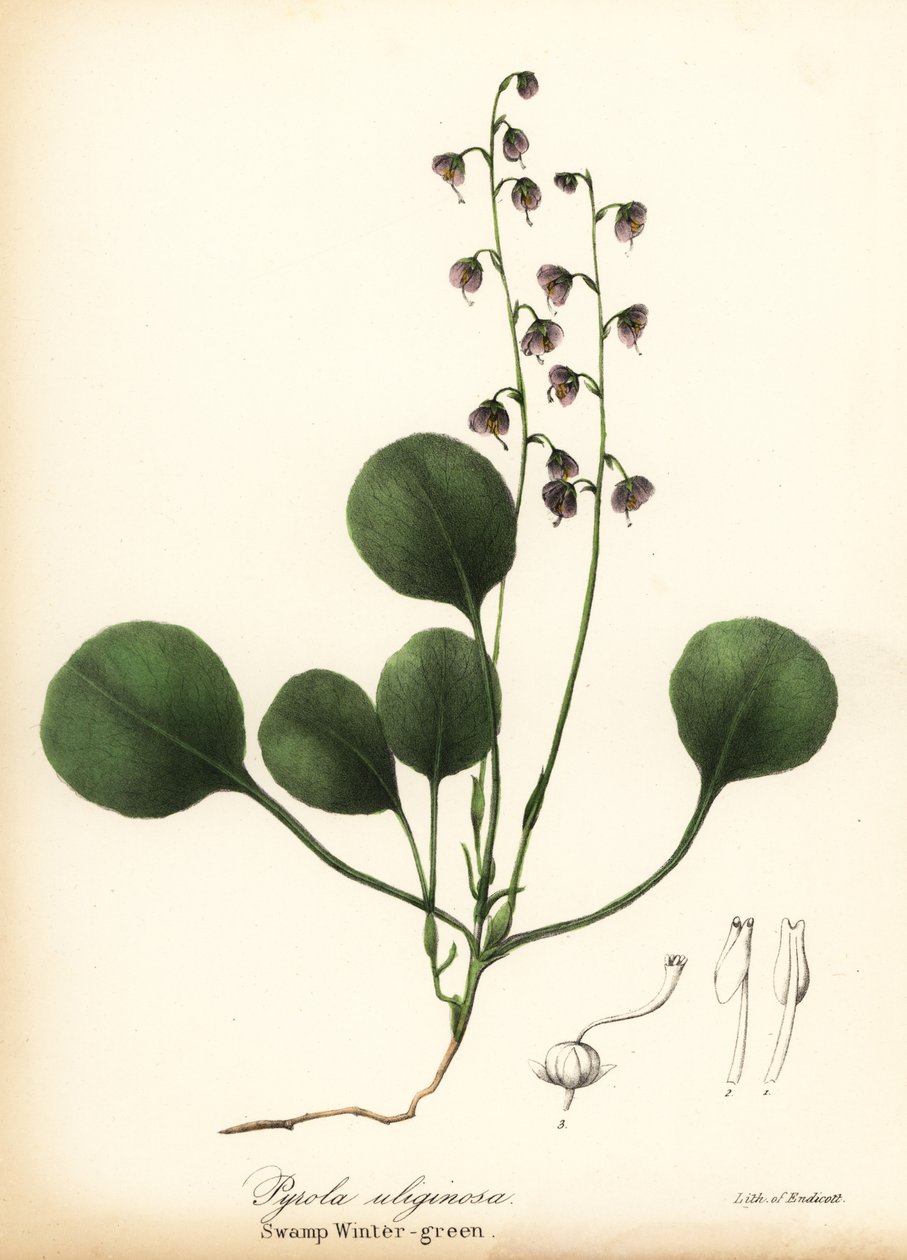 Liverleaf wintergreen, bog wintergreen or pink wintergreen, Pyrola asarifolia by Endicott Endicott