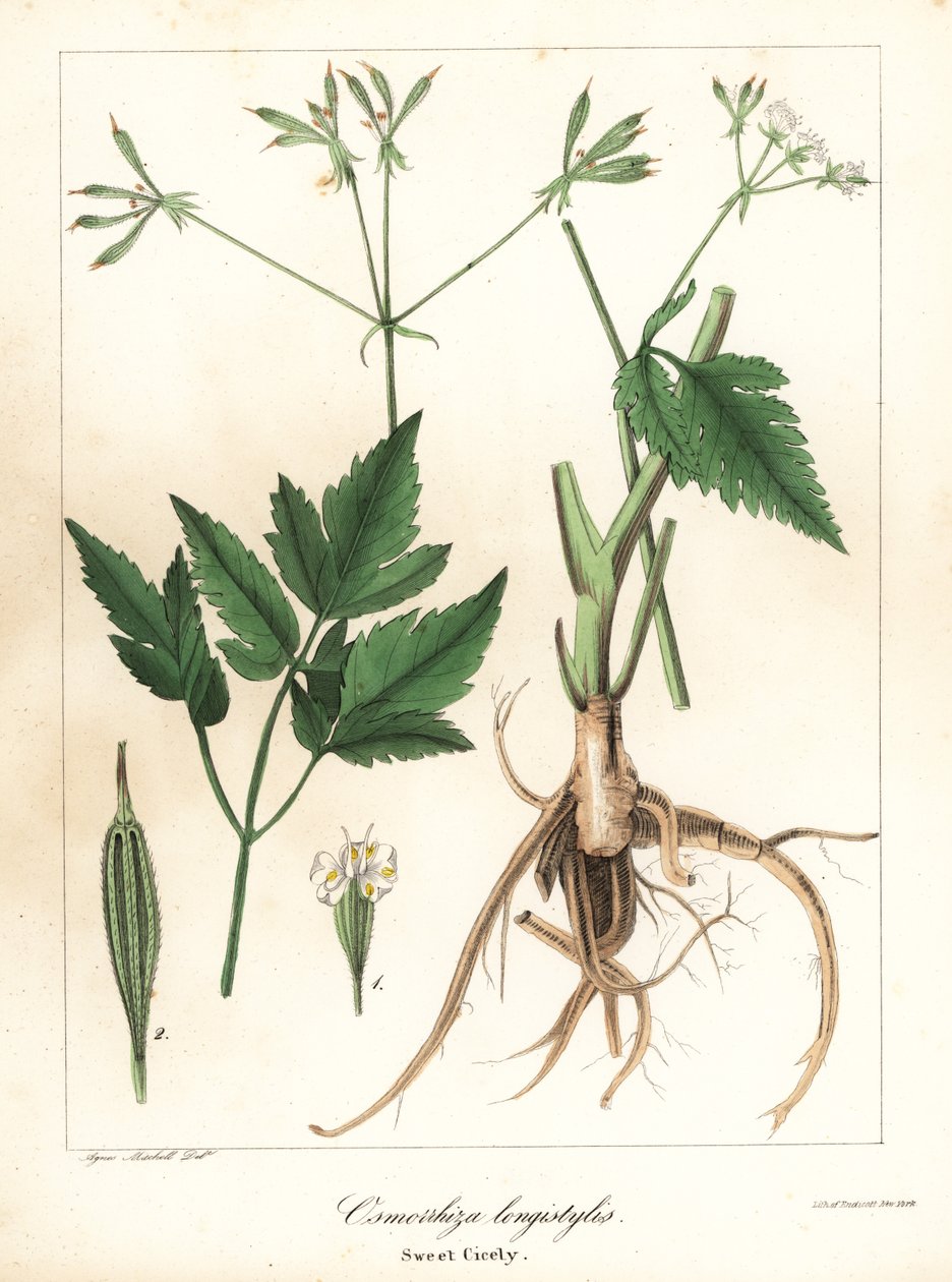 Long-Styled Sweet-Cicely, Longstyle Sweetroot or Sweet Cicely, Osmorhiza longistylis by Endicott Endicott