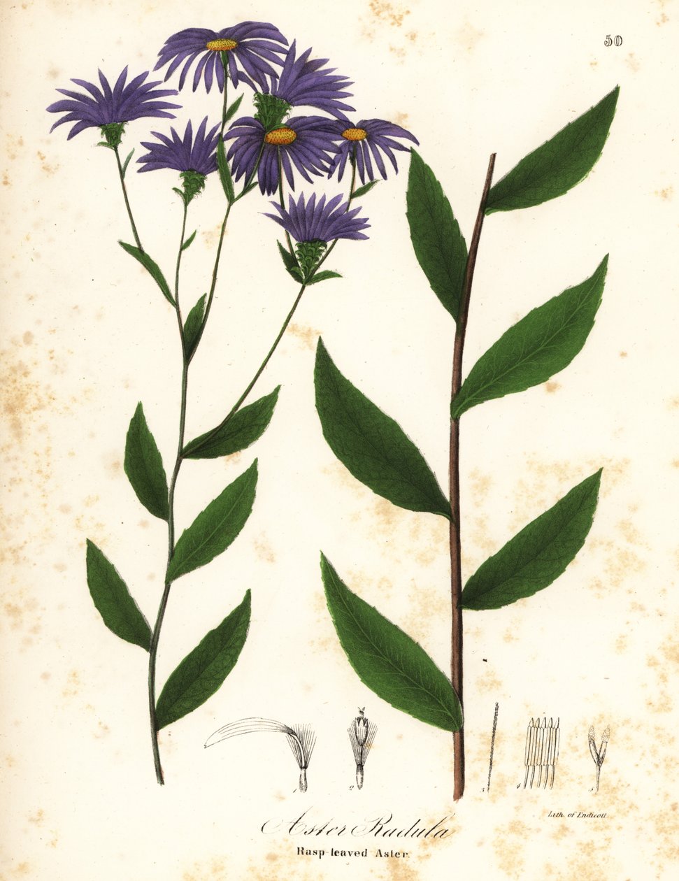 Low rough aster or rough wood aster, Eurybia radula by Endicott Endicott