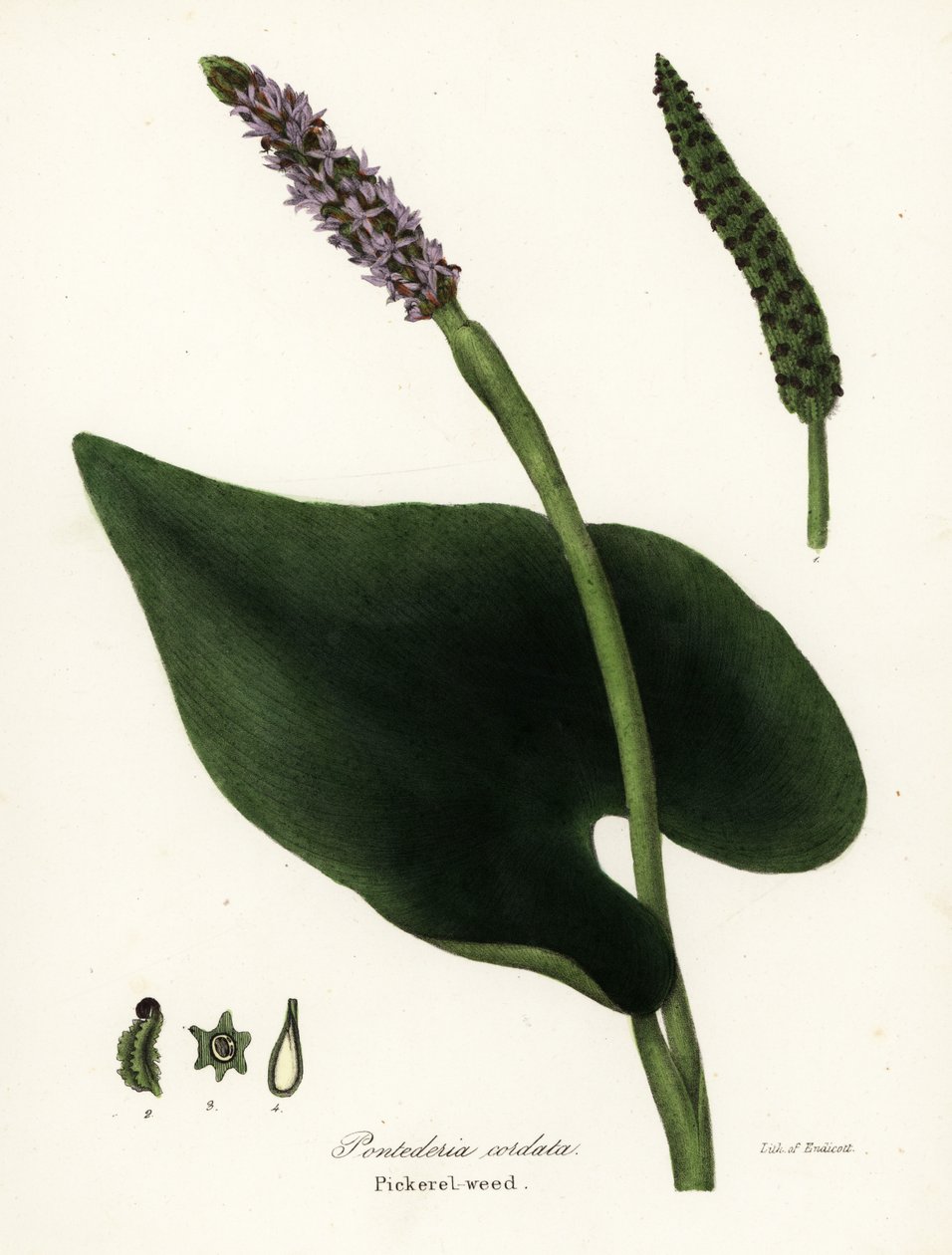 Pickerel Weed, Pontederia Cordata by Endicott Endicott