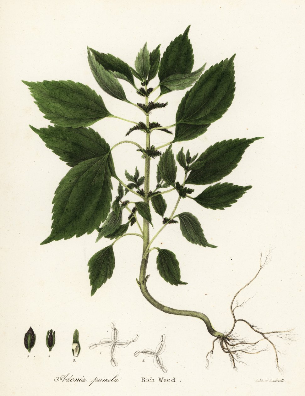 Rich weed, Adenia pumila (Collinsonia canadensis?)