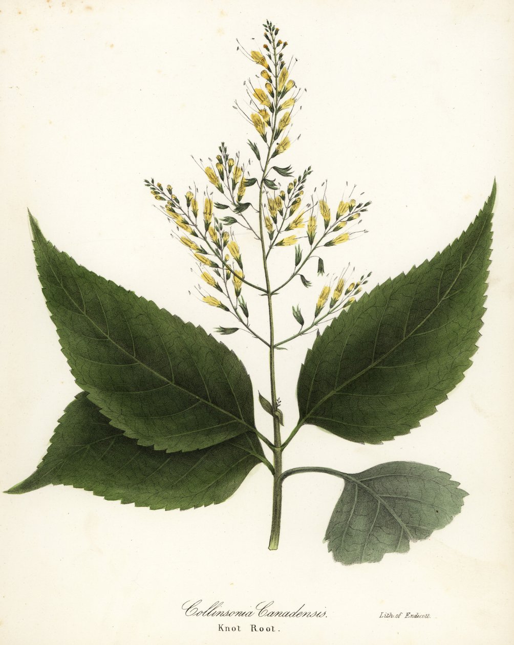 Richweed or knot root, Collinsonia canadensis by Endicott Endicott