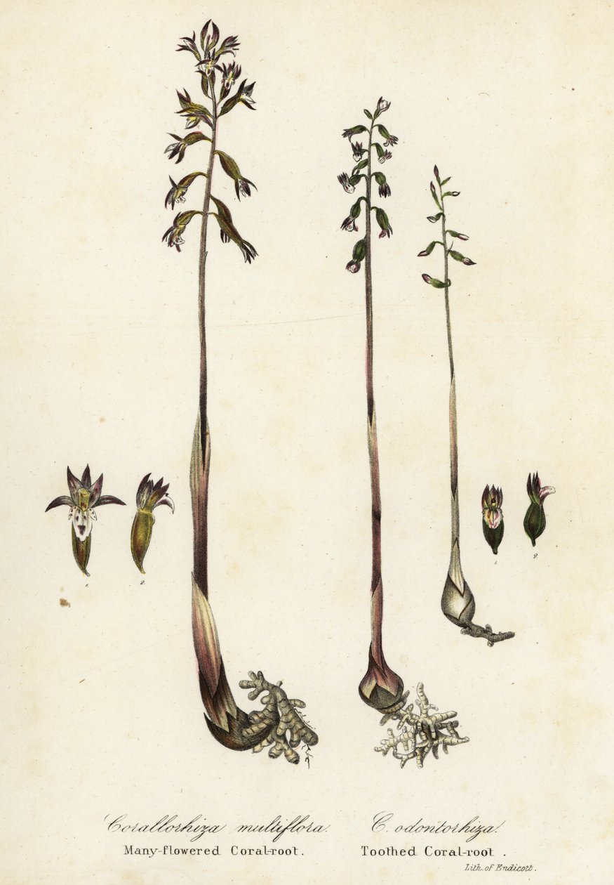 Spotted coralroot and fall coral-root by Endicott Endicott